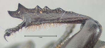 Media type: image;   Entomology 25911 Aspect: front tibia